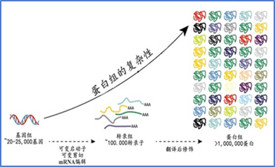 蛋白質翻譯后修飾